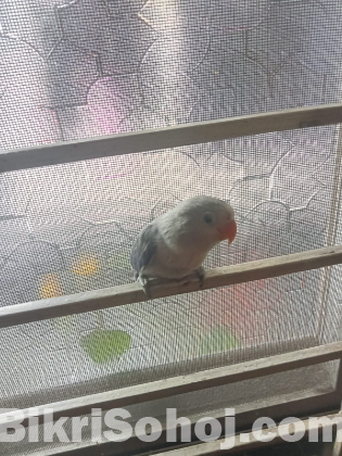 Df blue fisher love bird